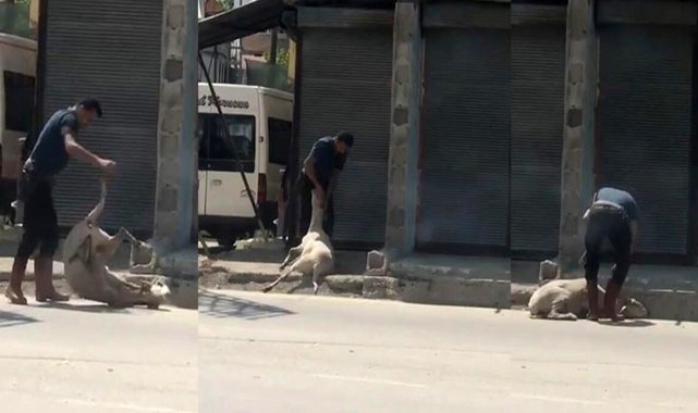 Koyunu döverek bayıltan kasaptan pişkin savunma