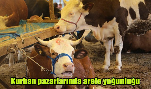 Kurban pazarlarında arefe yoğunluğu