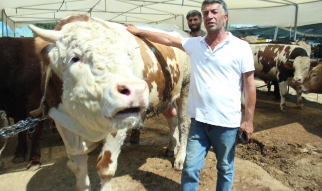 Kurbanlık büyükbaş hayvan seçerken nelere dikkat edilmeli