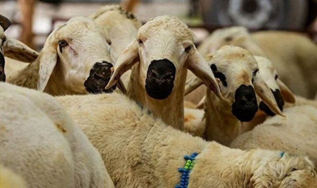 Kurbanlık fiyatları açıklandı