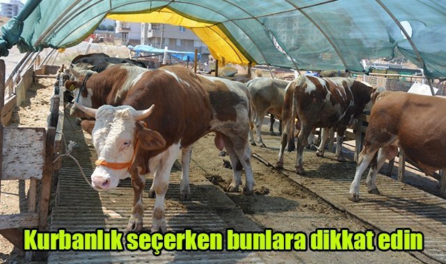 Kurbanlık seçerken bunlara dikkat edin