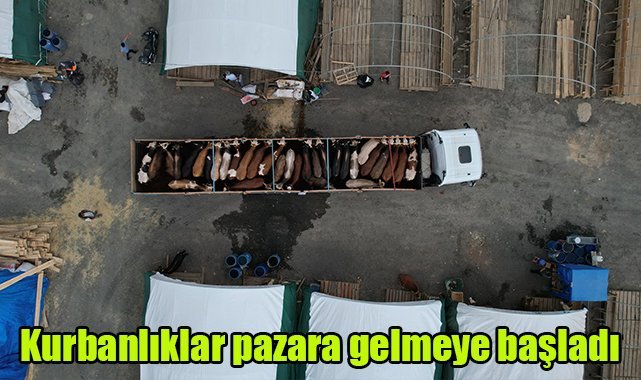 Kurbanlıklar pazara gelmeye başladı