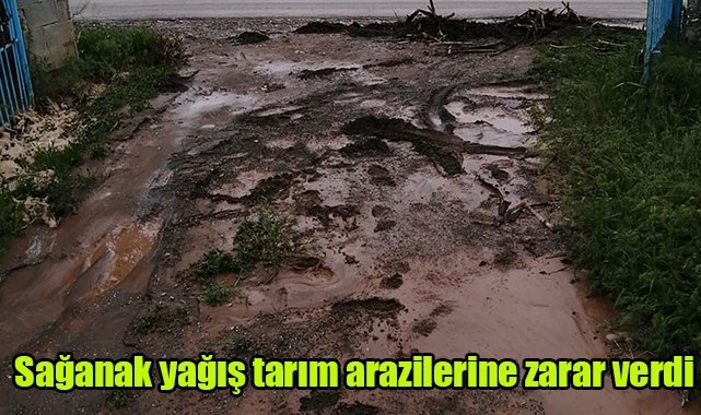 Sağanak yağış tarım arazilerine zarar verdi