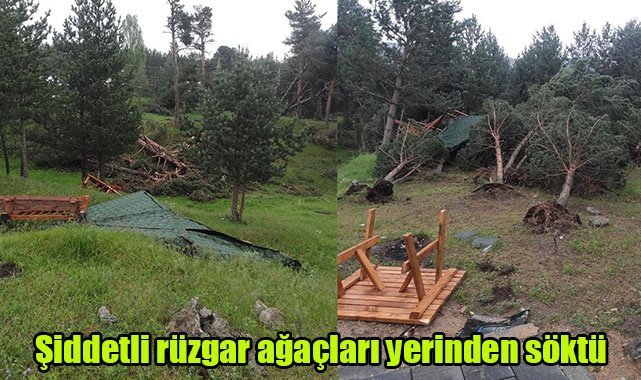 Şiddetli rüzgar ağaçları yerinden söktü
