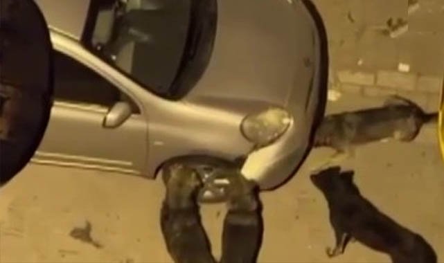 Sokak köpekleri park halindeki aracı parçaladı