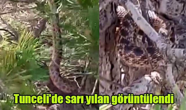 Tunceli'de sarı yılan görüntülendi