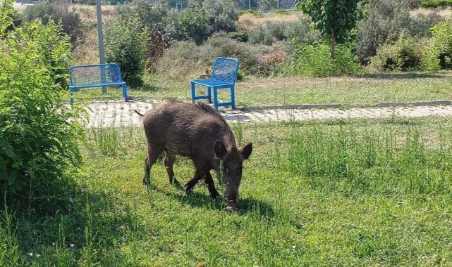Acıkan domuzlar şehre indi