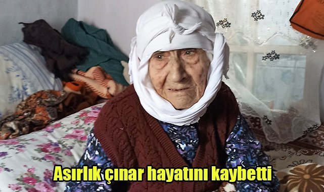 Asırlık çınar hayatını kaybetti