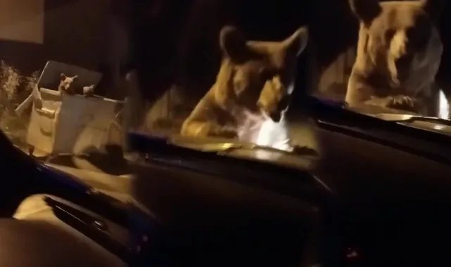 Ayı otomobilin önüne atladı, içindekilerin yüreği ağzına geldi