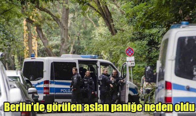 Berlin’de görülen aslan paniğe neden oldu