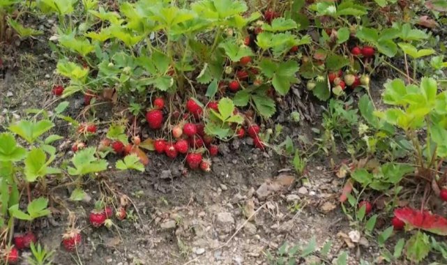 Bursa'da çilek üreticisine şok