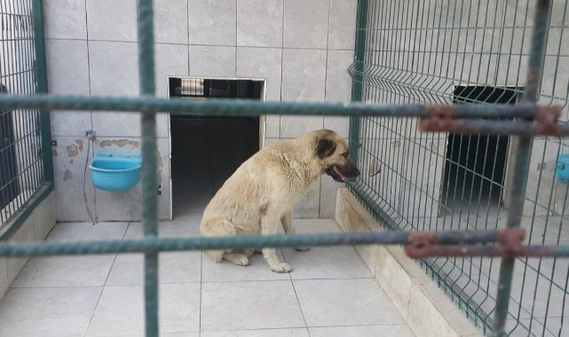 Bursa'da köpeğin saldırdığı çocuk yaralandı