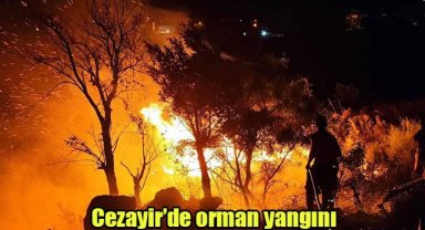 Cezayir’de orman yangını