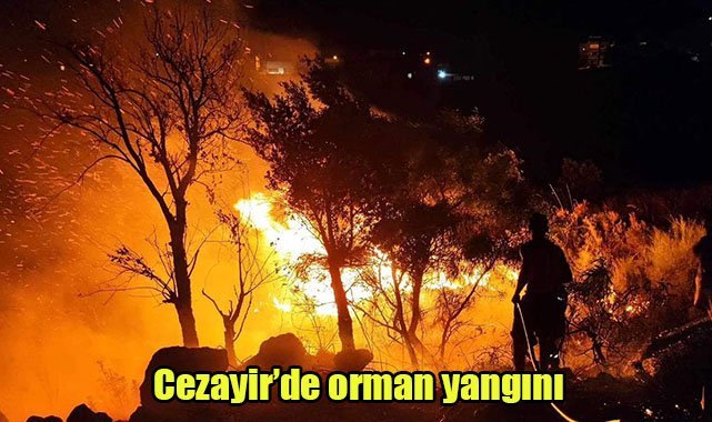 Cezayir’de orman yangını