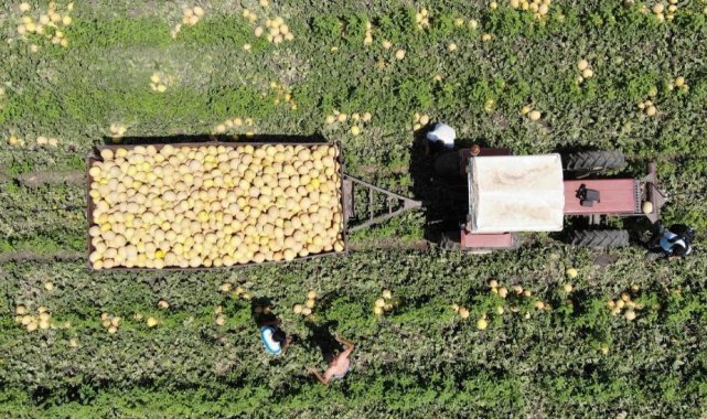 Enkaz kent Hatay'da yüz güldüren hasat