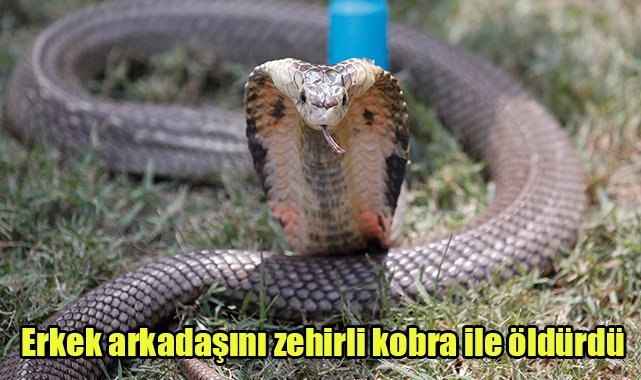 Erkek arkadaşını zehirli kobra ile öldürdü