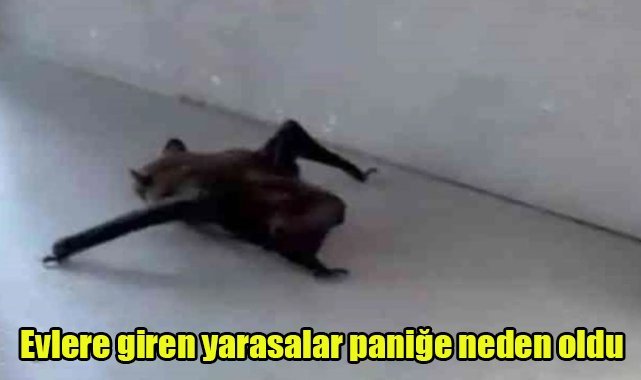 Evlere giren yarasalar paniğe neden oldu
