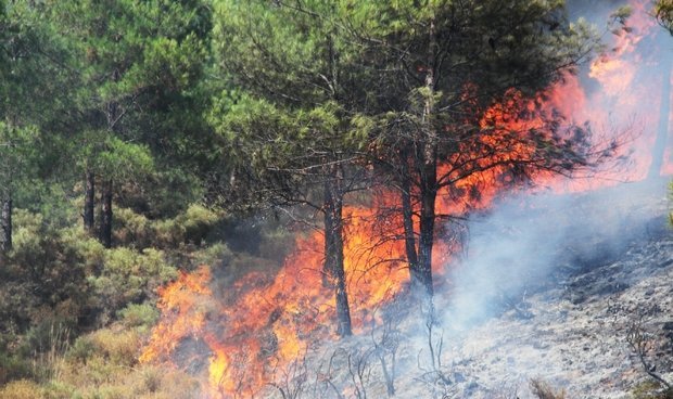 Fethiye'de orman yangını