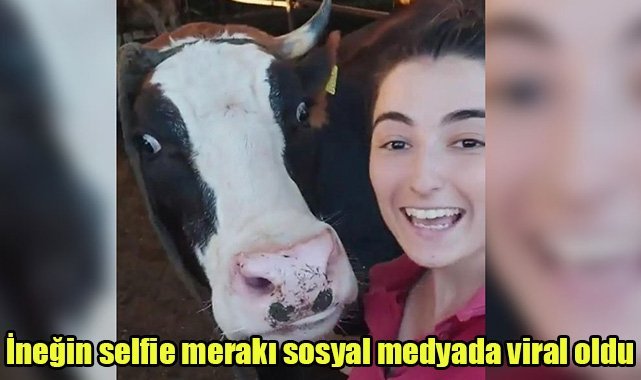 İneğin selfie merakı sosyal medyada viral oldu
