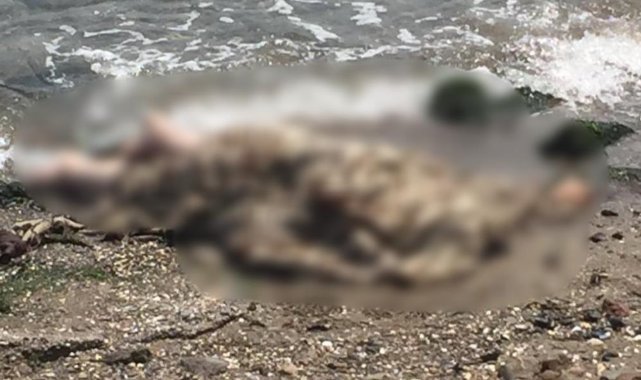 İzmir'de deniz kenarında erkek cesedi bulundu