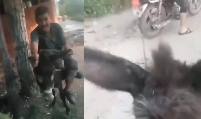 İzmir’de eşeğe eziyete mahkemeden örnek ceza