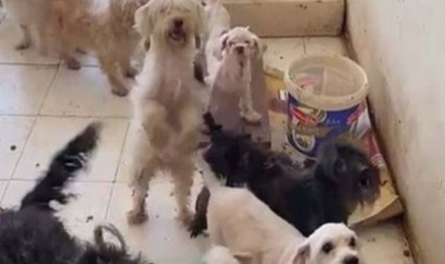 İzmir’de sağlıksız ortamda bakılan 52 köpeğe el konuldu