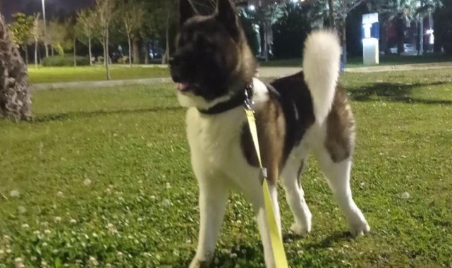 İzmir’de vahşet: Köpeği tekmeleyerek öldürdü