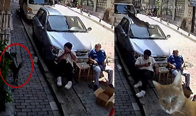 Kağıthane’de şoke eden olay: İkinci kattan üzerine kedi düştü