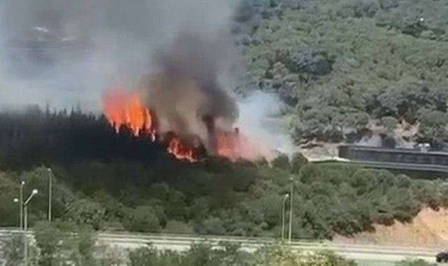 Kağıthane Hamidiye Mahallesi'nde ormanlık alanda yangın