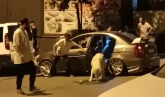 Kapısı açık bırakılan arabayı köpek işgal etti