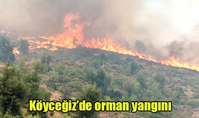 Köyceğiz’de orman yangını