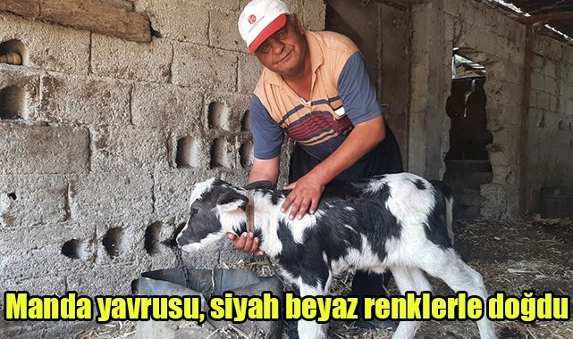 Manda yavrusu, siyah beyaz renklerle doğdu