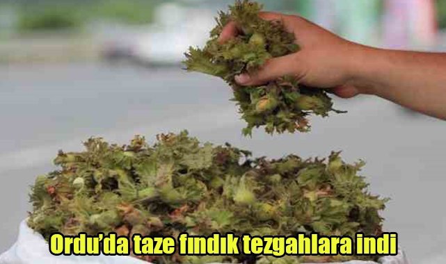 Ordu’da taze fındık tezgahlara indi
