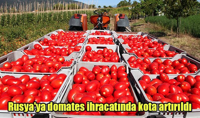 Rusya'ya domates ihracatında kota artırıldı