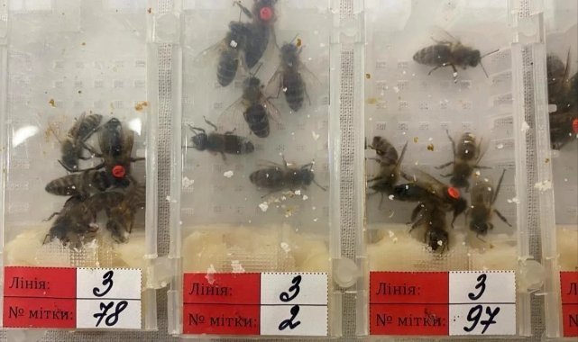 Sabiha Gökçen Havalimanı’ında bin 230 adet canlı arı ele geçirildi