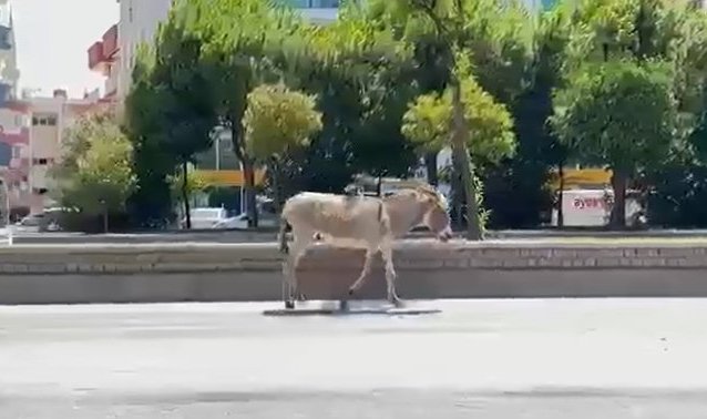 Sahipsiz eşek araç sürücülerine zor anlar yaşattı