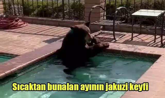Sıcaktan bunalan ayının jakuzi keyfi