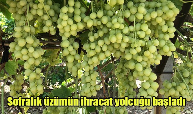 Sofralık üzümün ihracat yolcuğu başladı