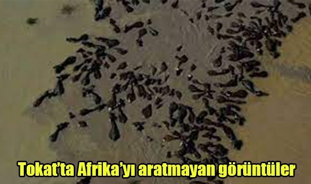 Tokat’ta Afrika’yı aratmayan görüntüler