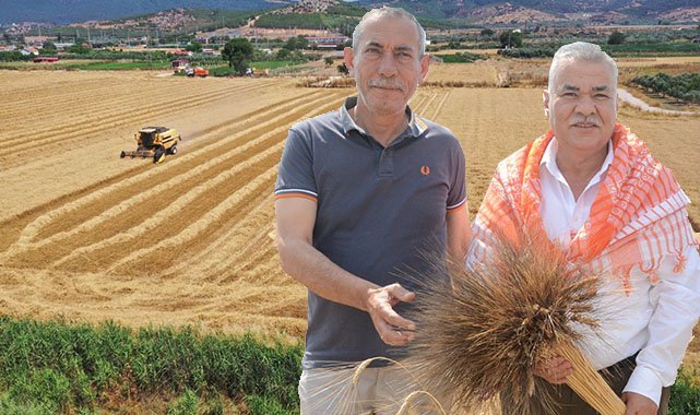 Torbalı Belediyesi buğday hasadını tamamladı