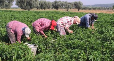 Urfa isotuna rakip çıktı: Aslanlar biberi