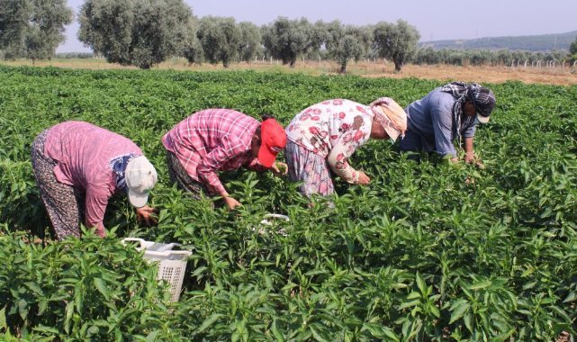 Urfa isotuna rakip çıktı: Aslanlar biberi