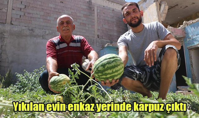 Yıkılan evin enkaz yerinde karpuz çıktı