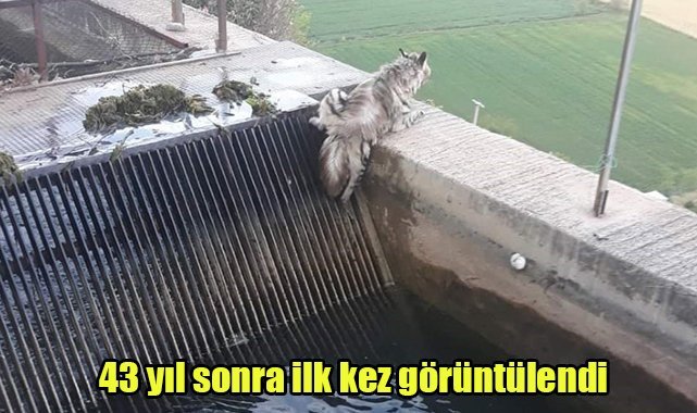 43 yıl sonra ilk kez görüntülendi