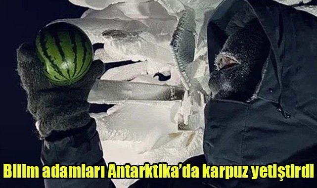 Bilim adamları Antarktika’da karpuz yetiştirdi