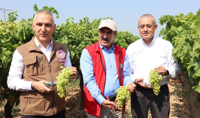 Dünyaca ünlü çekirdeksiz Sultani üzümde hasat başladı: Yaş üzümde 200 milyon dolar aşılacak