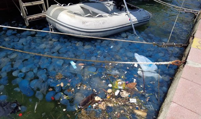 Foça'da denizanası istilası: Denize giren vatandaşlar tedirgin