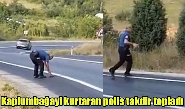Kaplumbagayi kurtaran polis takdir topladi