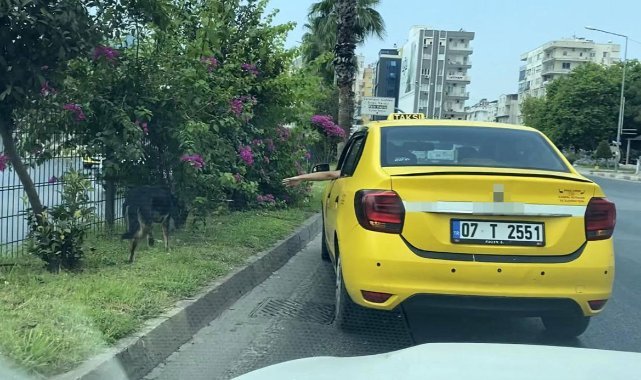 Kara yoluna çıkan köpek trafiği birbirine kattı, sürücüleri peşinden koşturdu