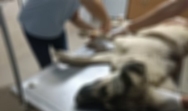 Sokak köpeği av tüfeği ile vuruldu